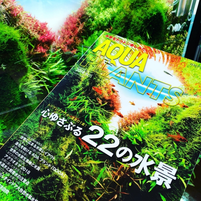 AQUAPLANT ８月号　表紙を飾る！