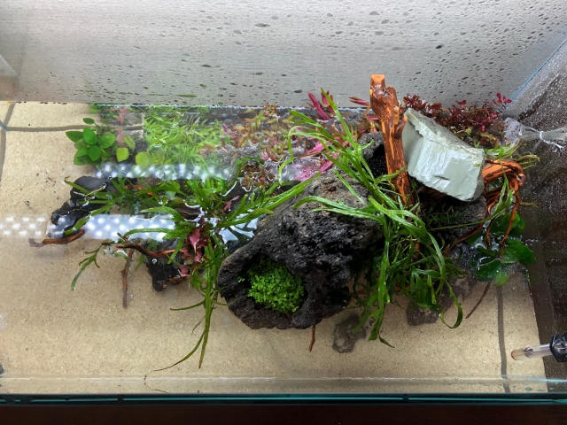 植栽完了！シダ系の水草は既存の物を再利用
致しました。