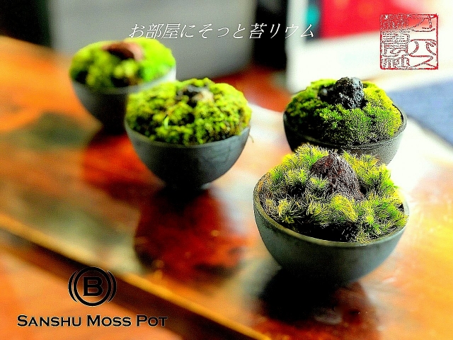 Sanshu Moss Pot　苔鉢SET