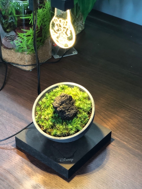 室内で植物育成LEDライト　LUCHE に照らされて輝く苔達