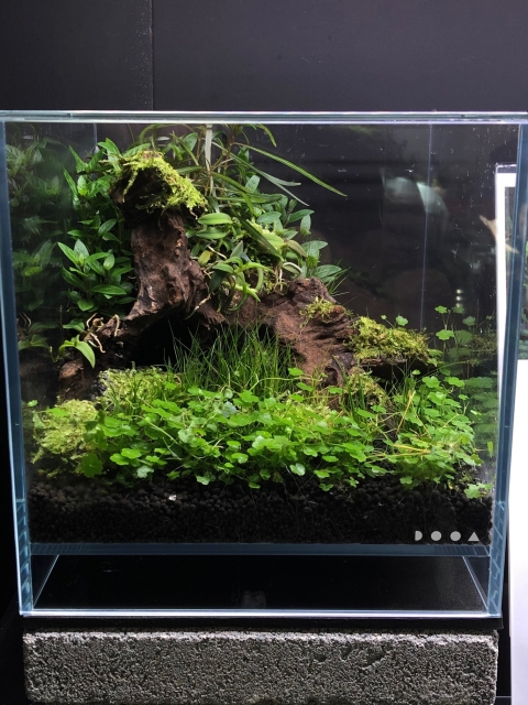 PALUDARIUM　画像はイメージ